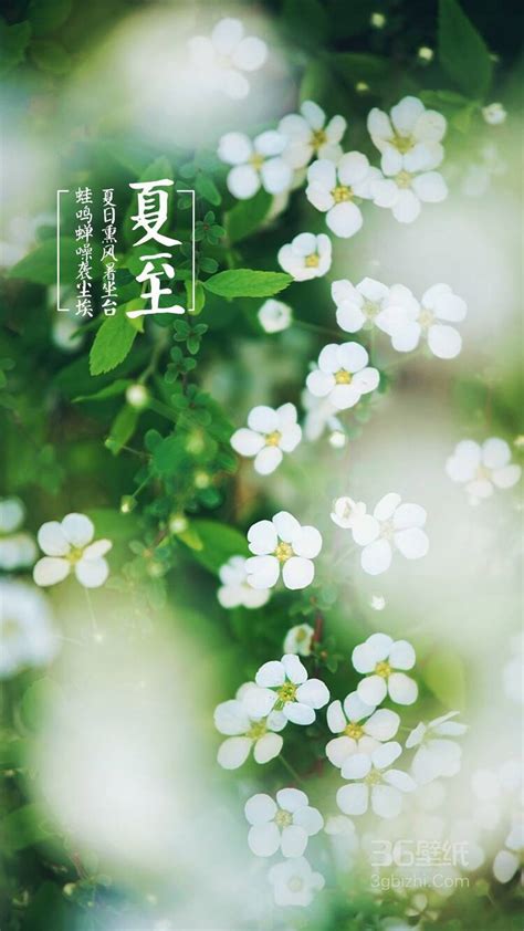 夏至|二十四节气·夏至